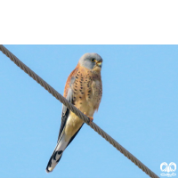 دلیجه کوچک Lesser Kestrel